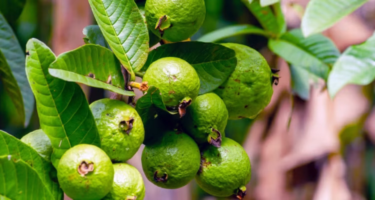 jambu-biji-muda-diolah-menjadi-teh-herbal-di-tiongkok-pakar-ipb-university-jelaskan-potensinya-770x400
