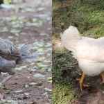 ayam-kampung-vs-broiler-mana-yang-lebih-bergizi-simak-uraian-dosen-ipb-university-770x400